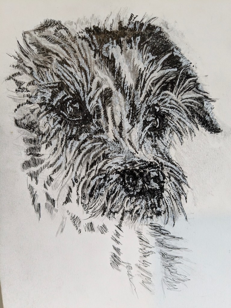 Jack Russell Terrier very cheeky 