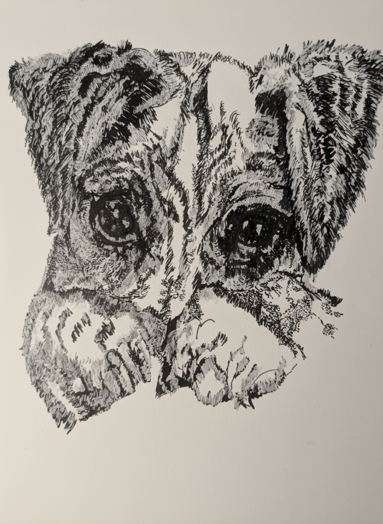 Peek A Boo Cheeky Jack Russell Pup